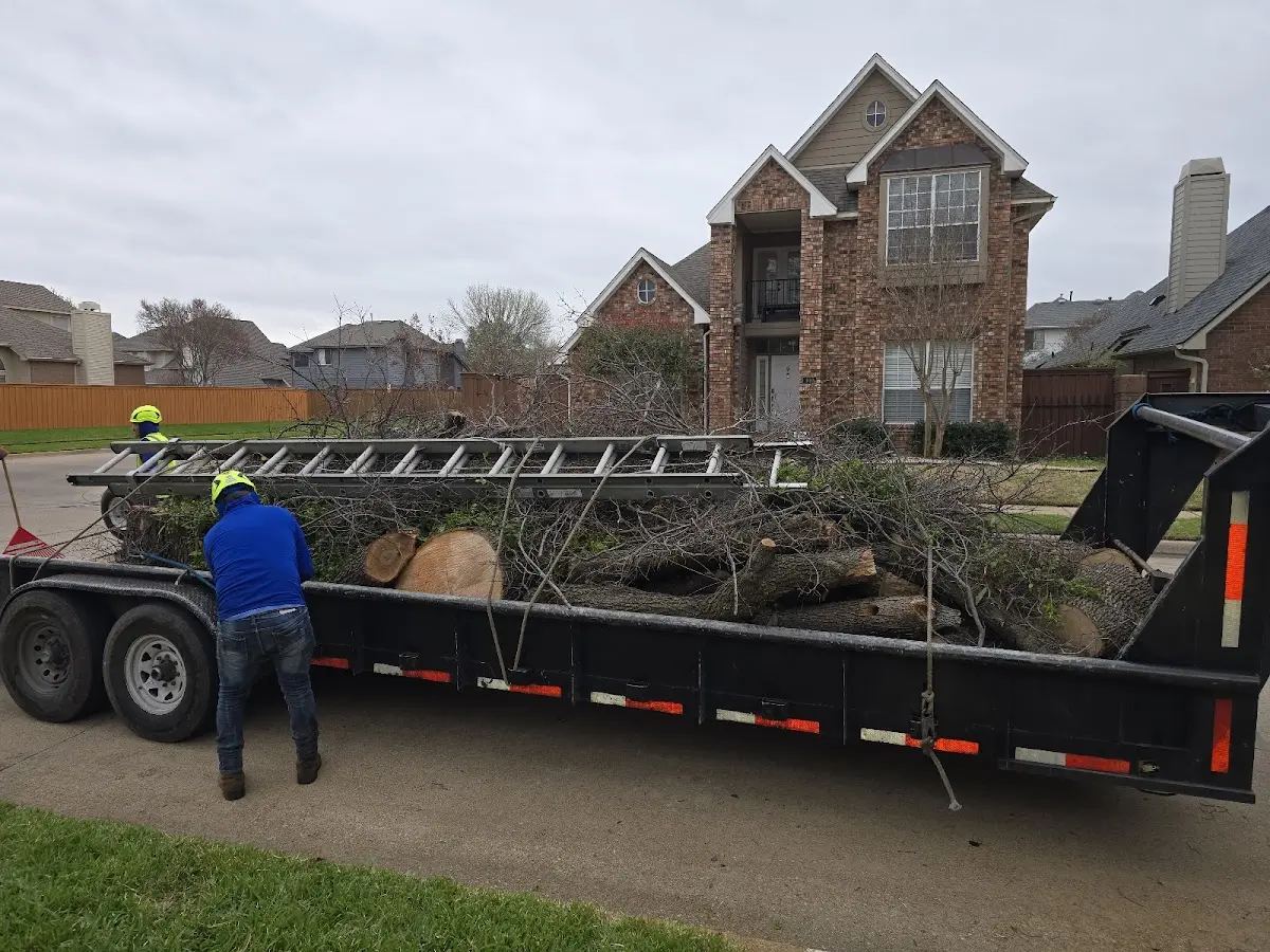 Expert Tree Pest Control with proper safety equipment in Carthage